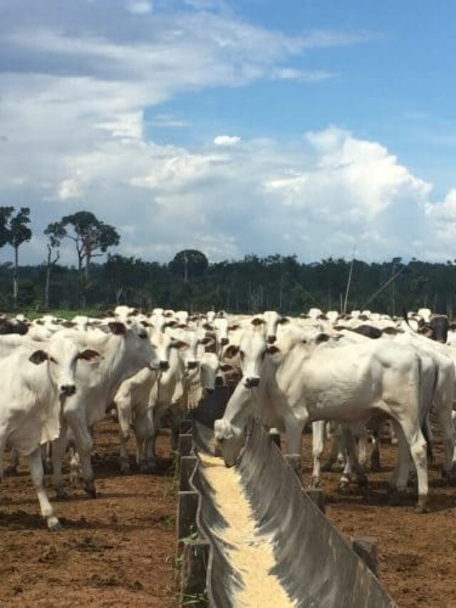 Como obter uma pecuária produtiva e lucrativa?