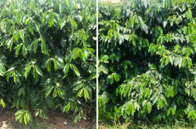 Plantas de Coffea arabica e Coffea canephora