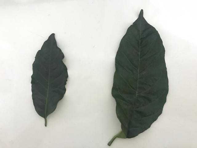 Diferença entre as folhas de café da espécie Coffea arabica e Coffea canephora