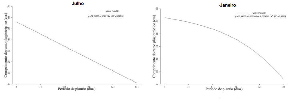 Gráfico mostrando diferença entre o comprimento do ramo plagiotrópico dos cafeeiros