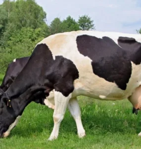 Vaca leiteira com o úbere cheio em um pasto