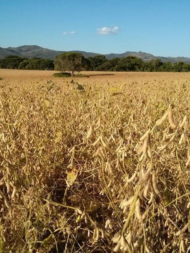Como as mudanças climáticas afetam a produção de grãos?