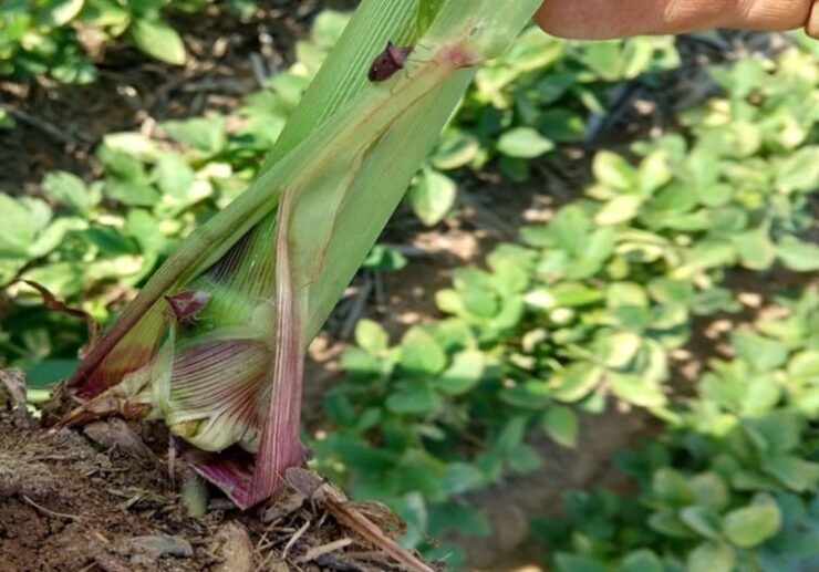 Controle de percevejo de barriga verde em planta de milho.