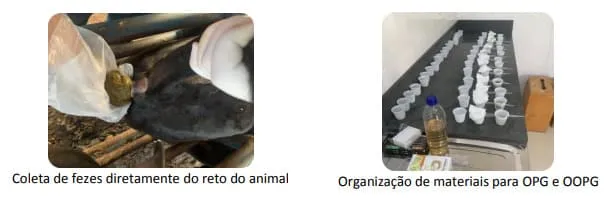 Exames de OPG e OOPG