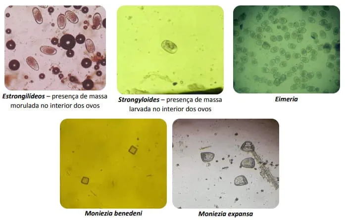 Ovos de vermes em microscópio