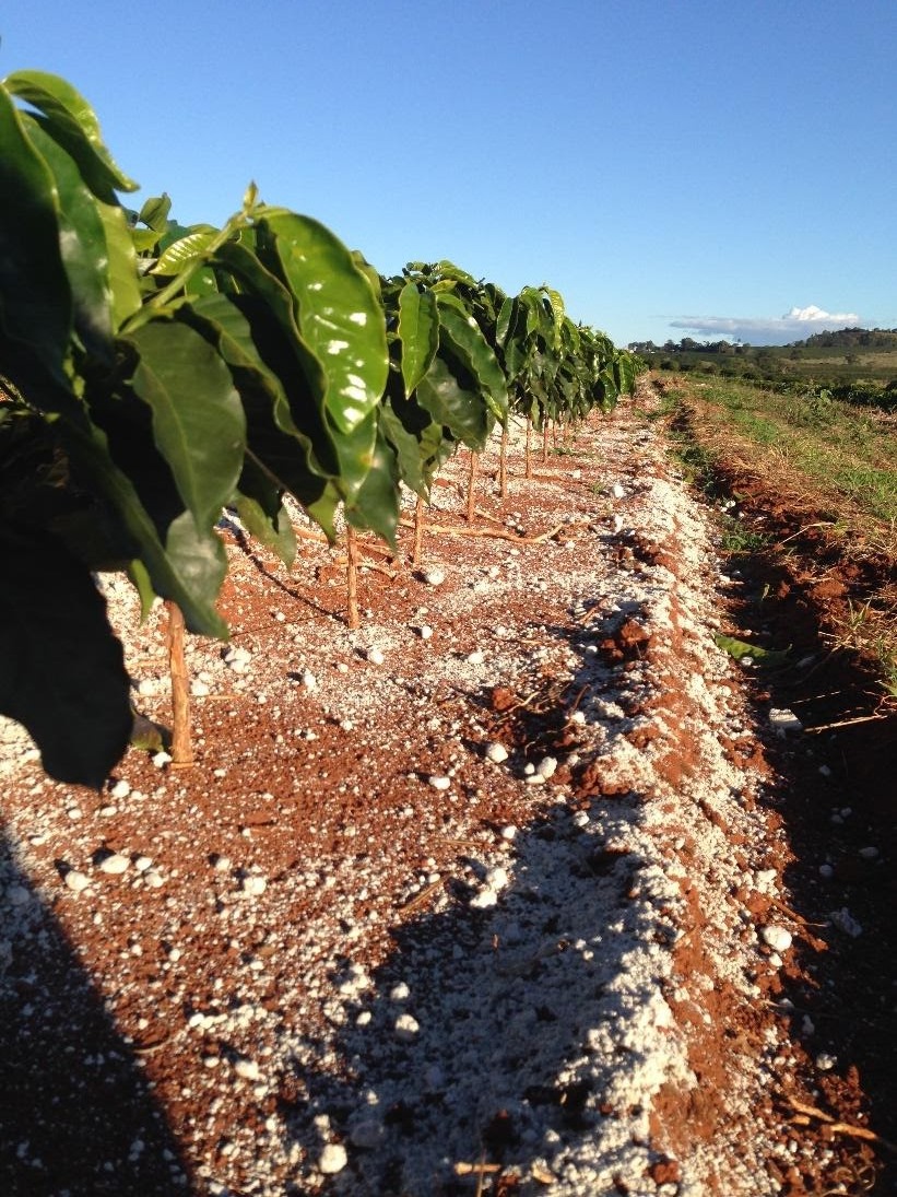 Gesso agrícola aplicado em lavoura de café