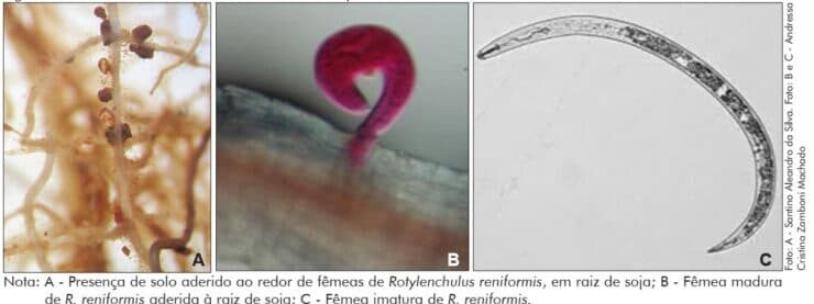 Nematoides reniforme