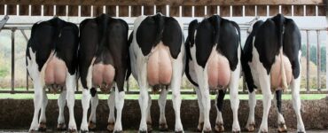 Cinco vacas leiteiras de costas e com úberes cheios