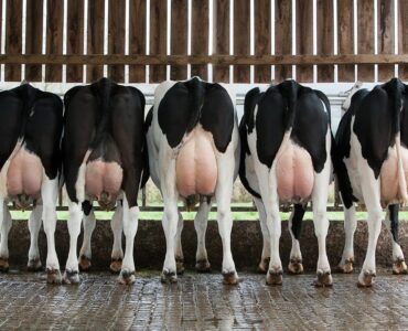 Cinco vacas leiteiras de costas e com úberes cheios