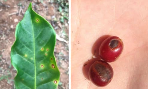 Sintomas de cercosporiose em folha e fruto do cafeeiro