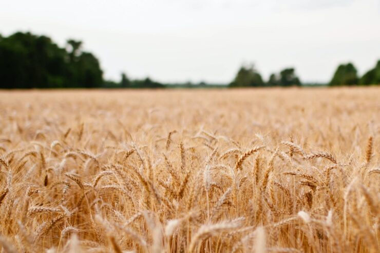 Campo de trigo
