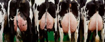 Webinar Condição anovulatória em vacas leiteiras