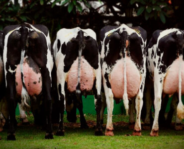 Webinar Condição anovulatória em vacas leiteiras