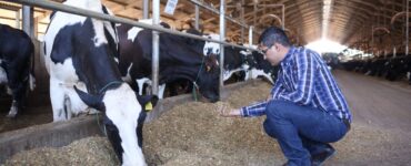 Webinar Gestão da nutrição de vacas leiteiras