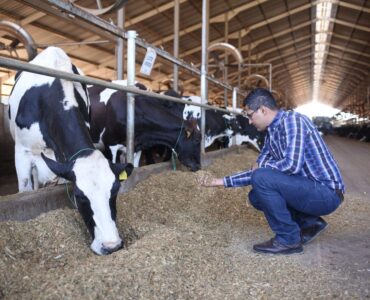 Webinar Gestão da nutrição de vacas leiteiras
