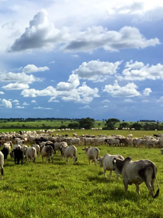 Dicas essenciais para o manejo de pastagens