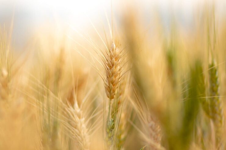Imagem com foco no trigo
