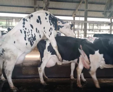 E-book Detecção de cio em vacas leiteiras