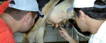 Técnicos avaliando teta de uma vaca leiteira