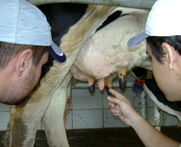 Técnicos avaliando teta de uma vaca leiteira