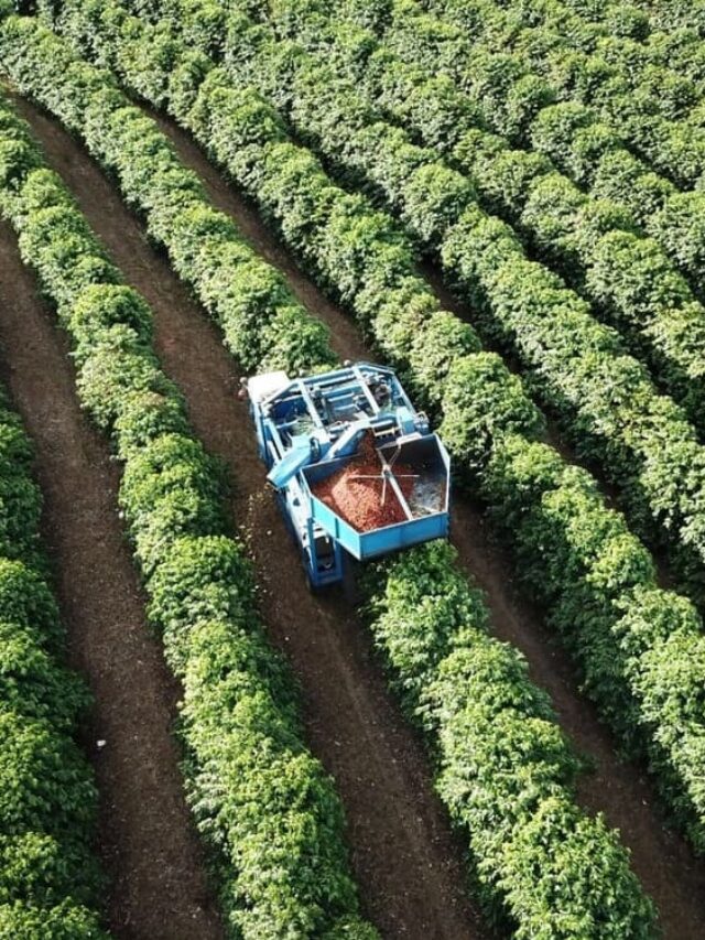 Como ter uma colheita de café com qualidade?