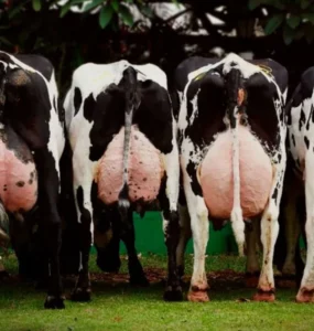 Cinco vacas leiteiras vistas pela parte traseira e com os úberes cheios