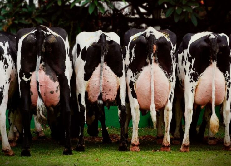 Cinco vacas leiteiras com os úberes cheios