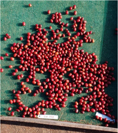 Frutos de café maduros em processo de secagem para determinação do potencial de qualidade do lote