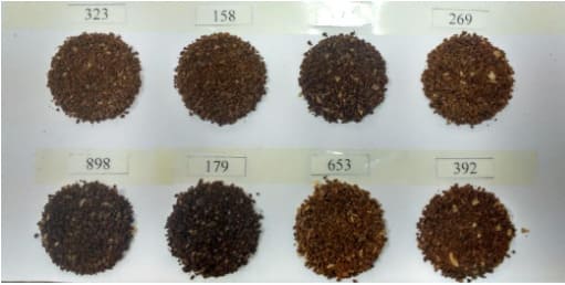 Várias amostras de café em diferentes níveis de torras