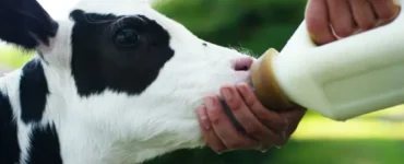 Bezerro se alimentando de colostro bovino