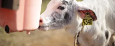 Bezerra leiteira recebendo dieta líquida