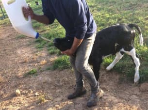 Colostro para bezerro bovino sendo dado via sonda esofágica