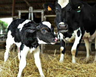 Vaca leiteira com bezerra leiteira jovem