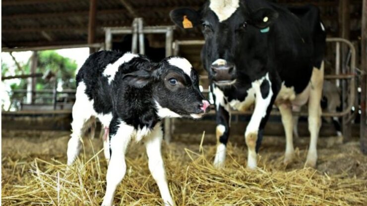 Vaca leiteira com bezerra leiteira jovem