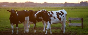 Vacas leiteiras em uma fazenda