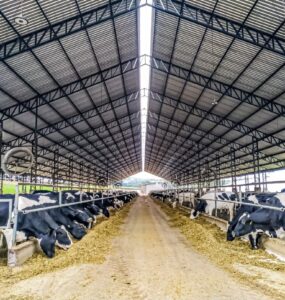 Galpão de uma propriedade leiteira com diversas vacas