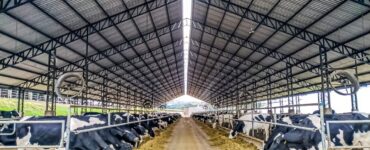 Galpão de uma propriedade leiteira com diversas vacas