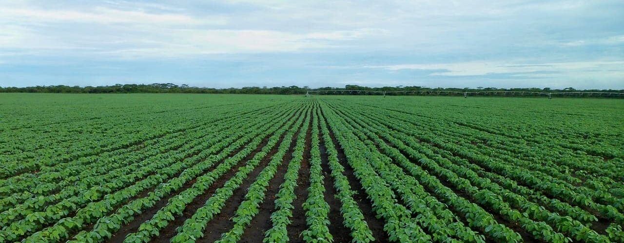 Herbicidas para soja: Manejo certeiro sem prejudicar a lavoura - Blog da  Aegro