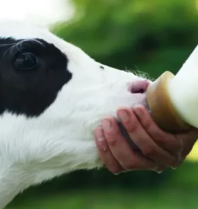 Aleitamento de bezerro com sucedâneo