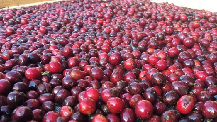 Milhares de fruto de café espalhados.