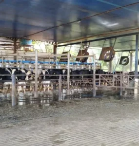 Instalação de fazenda leiteira