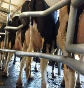 Vacas leiteiras sendo preparadas para aplicação do pré-dipping