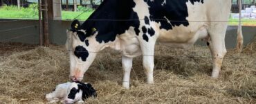 Webinar Estratégias para aumentar a taxa de concepção em vacas leiteiras