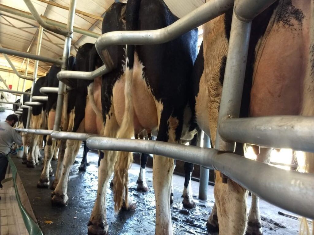 Curva De Lactação Em Vacas Leiteiras Essencial Para O Manejo Eficiente