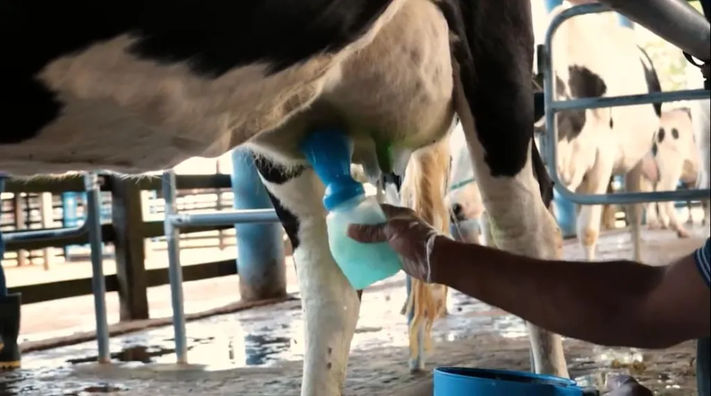 Pessoa fazendo aplicação de pré-dipping com copo sem retorno em uma vaca