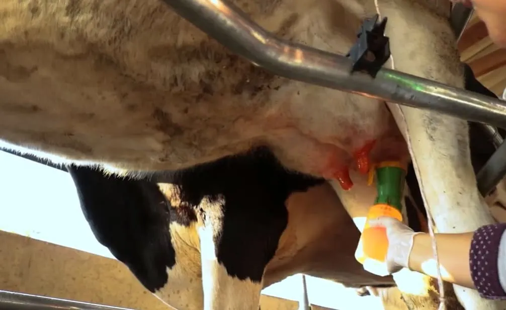 Pessoa realizando a aplicação de pós-dipping com copo sem retorno em uma vaca