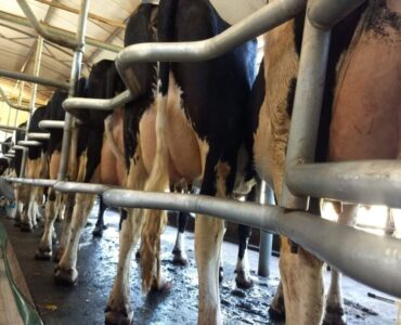 Vacas leiteiras sendo preparadas para aplicação do pré-dipping