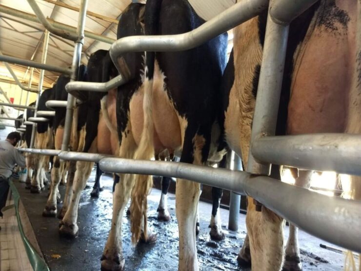 Vacas leiteiras sendo preparadas para aplicação do pré-dipping
