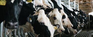 Biosseguridade na pecuária leiteira