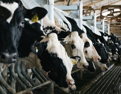 Biosseguridade na pecuária leiteira